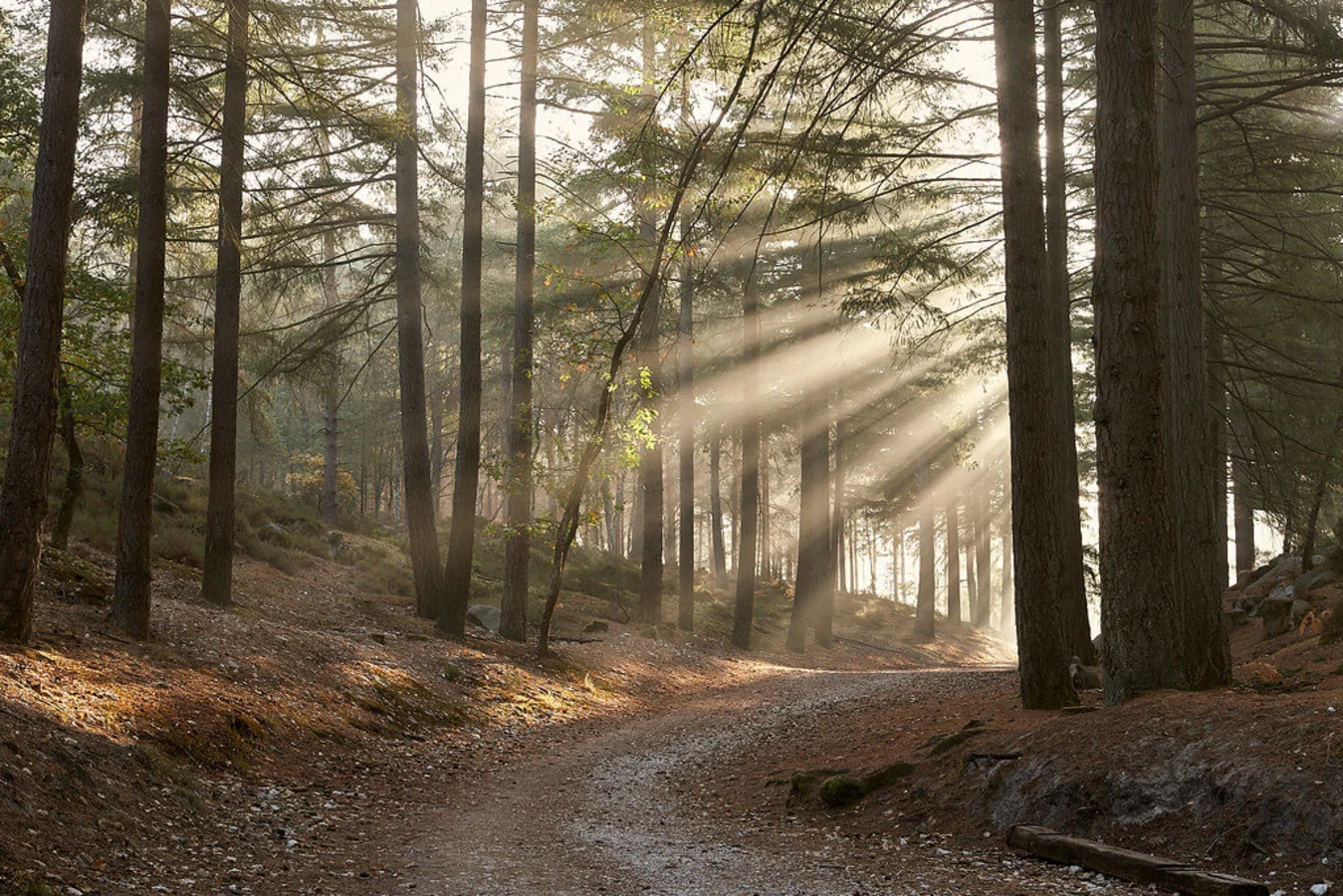 Forêt de Fontainebleau, France