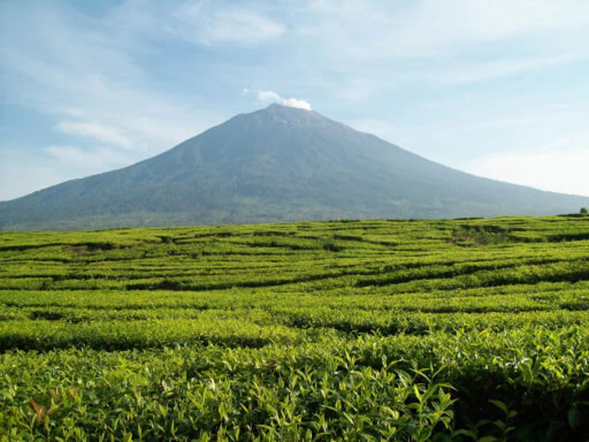 Parc national de Kerinci Seblat, Indonésie