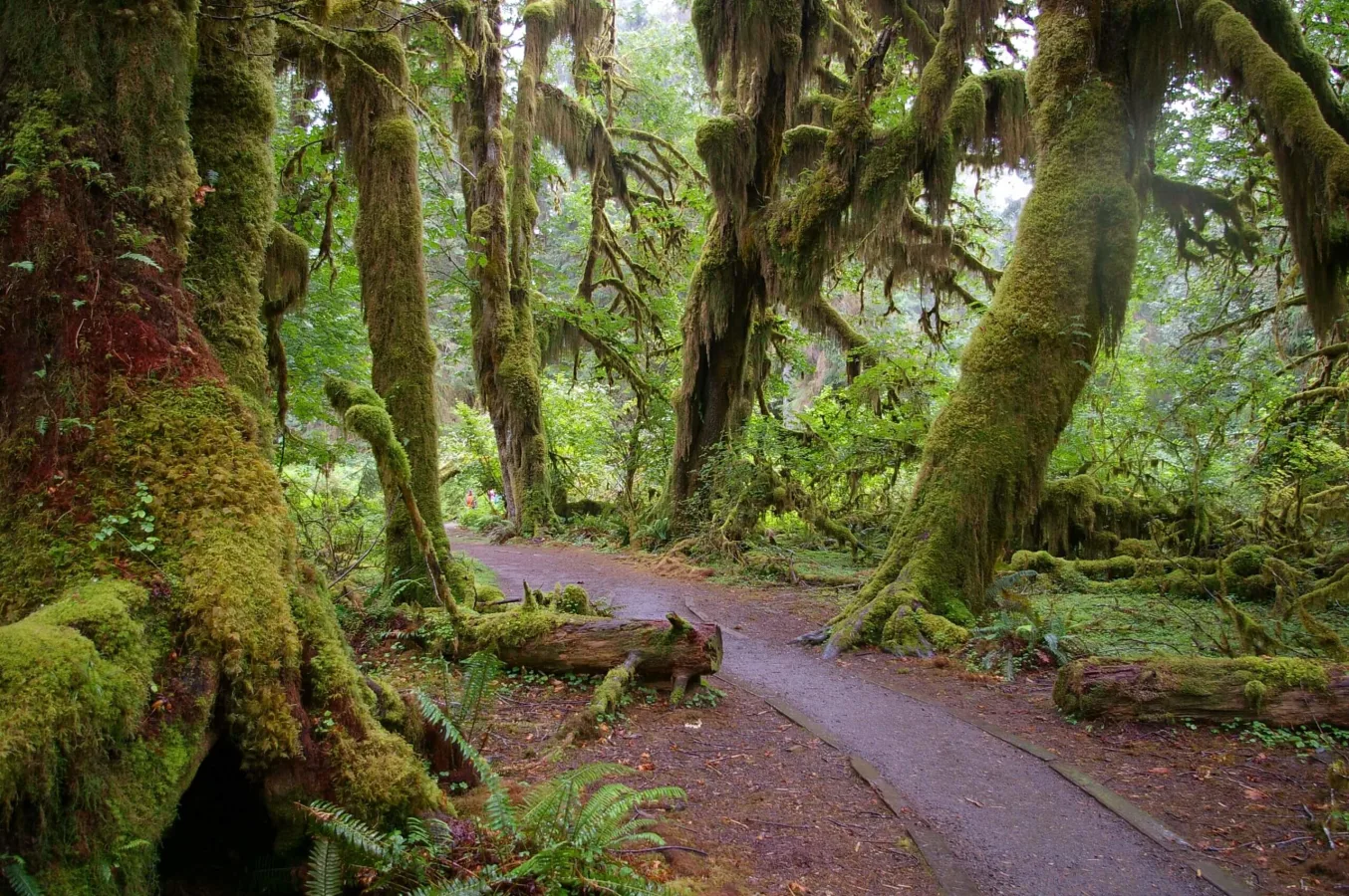 Forêt humide de Hoh, États-Unis