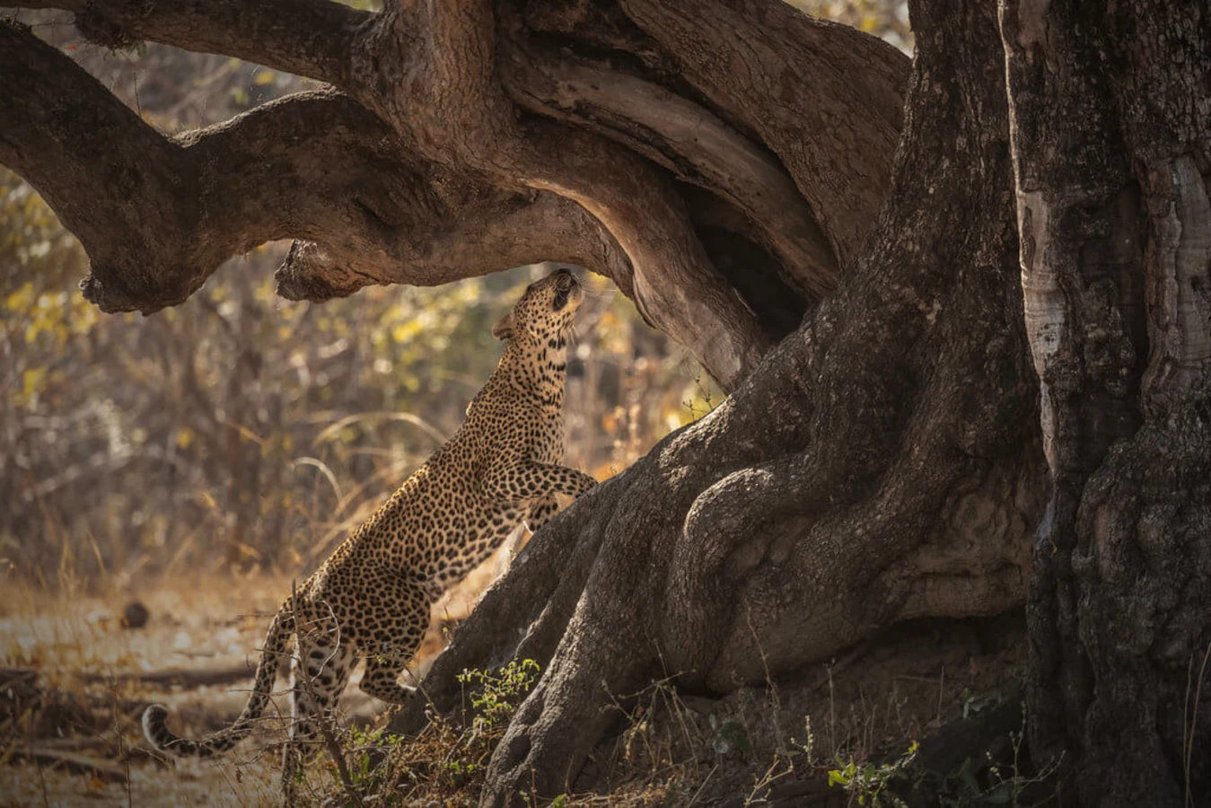 Parc national de Luangwa Sud, Zambie