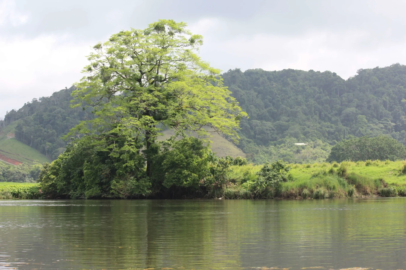 Daintree River, Australie