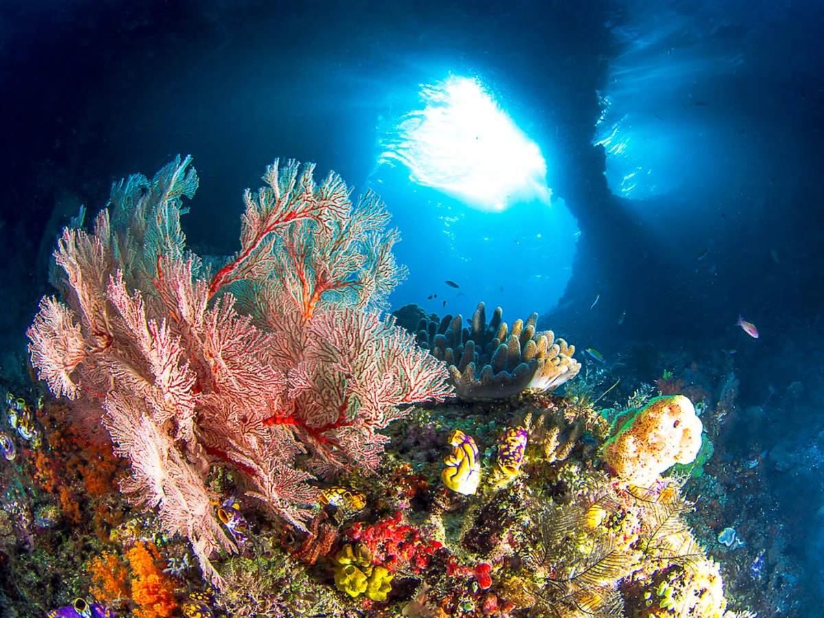 Îles Raja Ampat, Indonésie