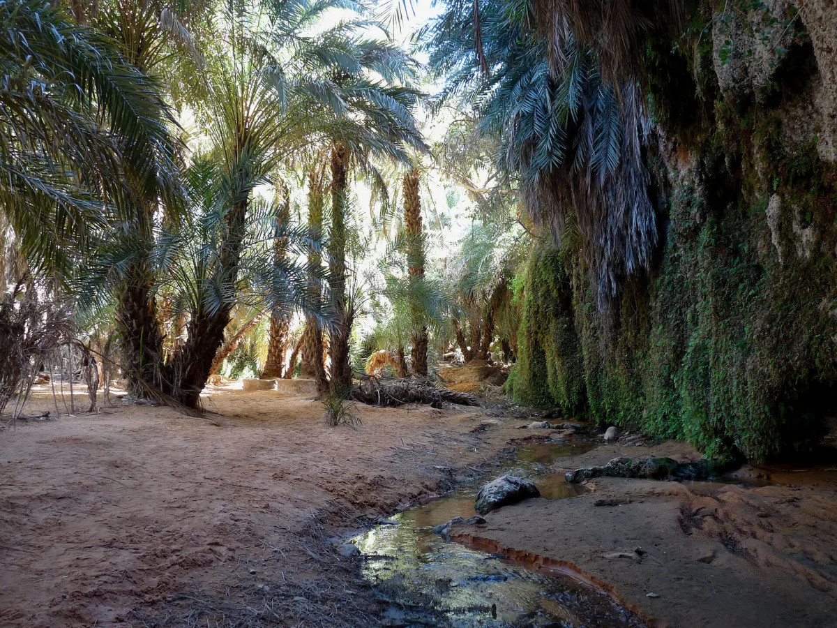 Tergit, Mauritanie