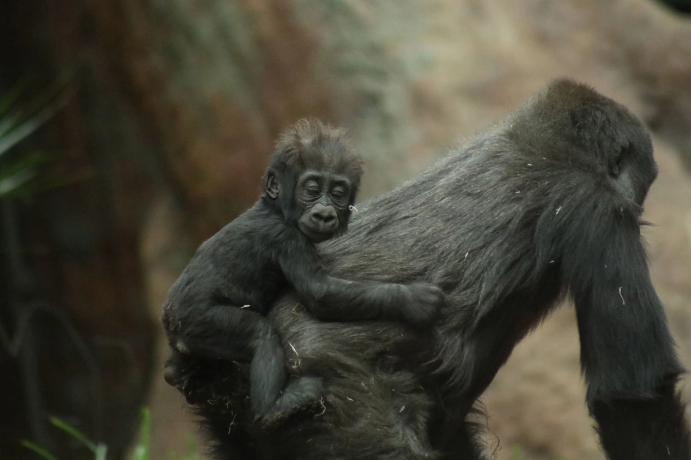 Parc national de Moukalaba-Doudou, Gabon