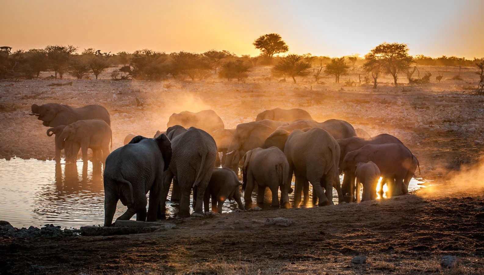 Okaukuejo Waterhole, Namibie