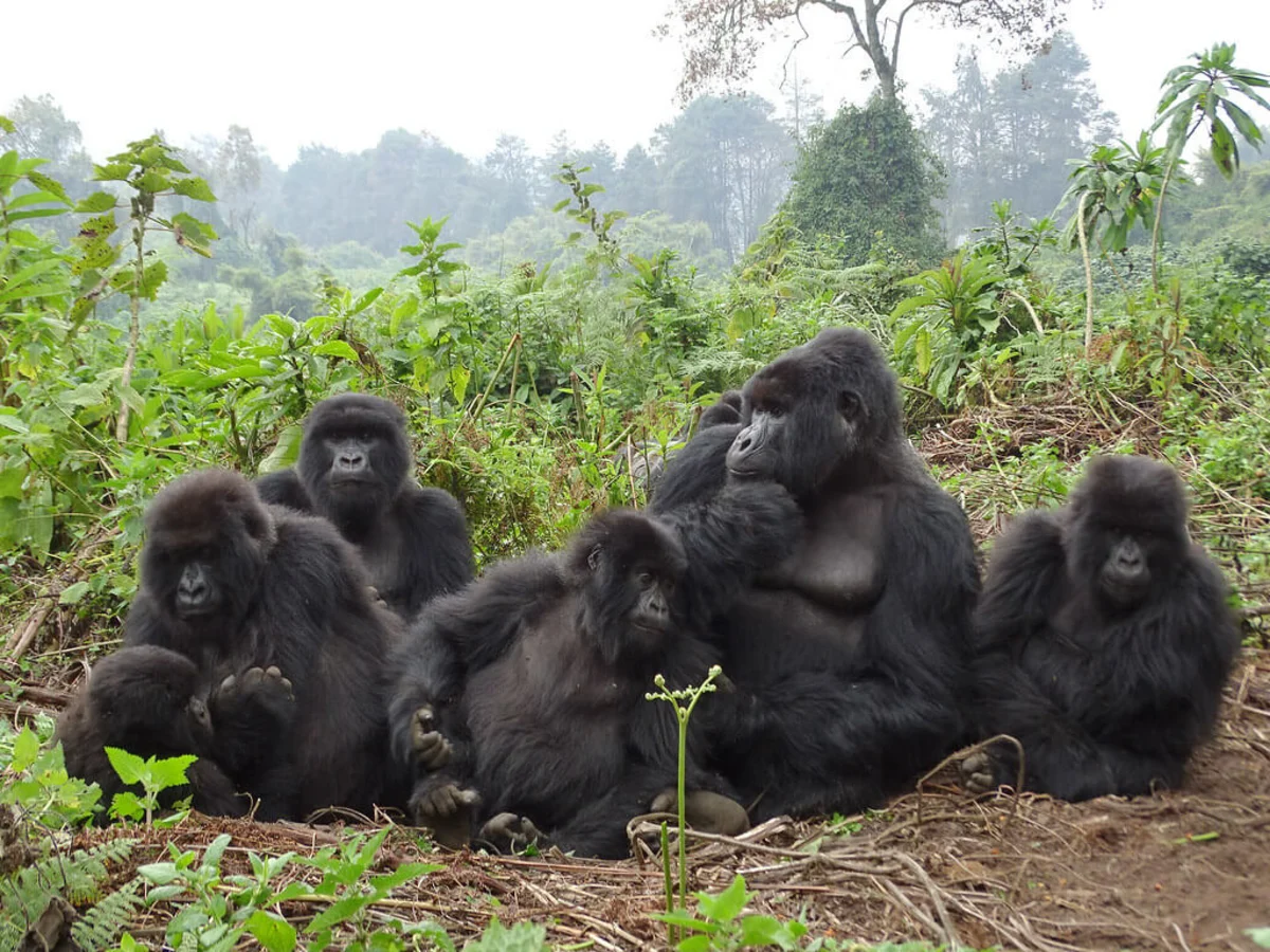 Parc national des volcans, Rwanda