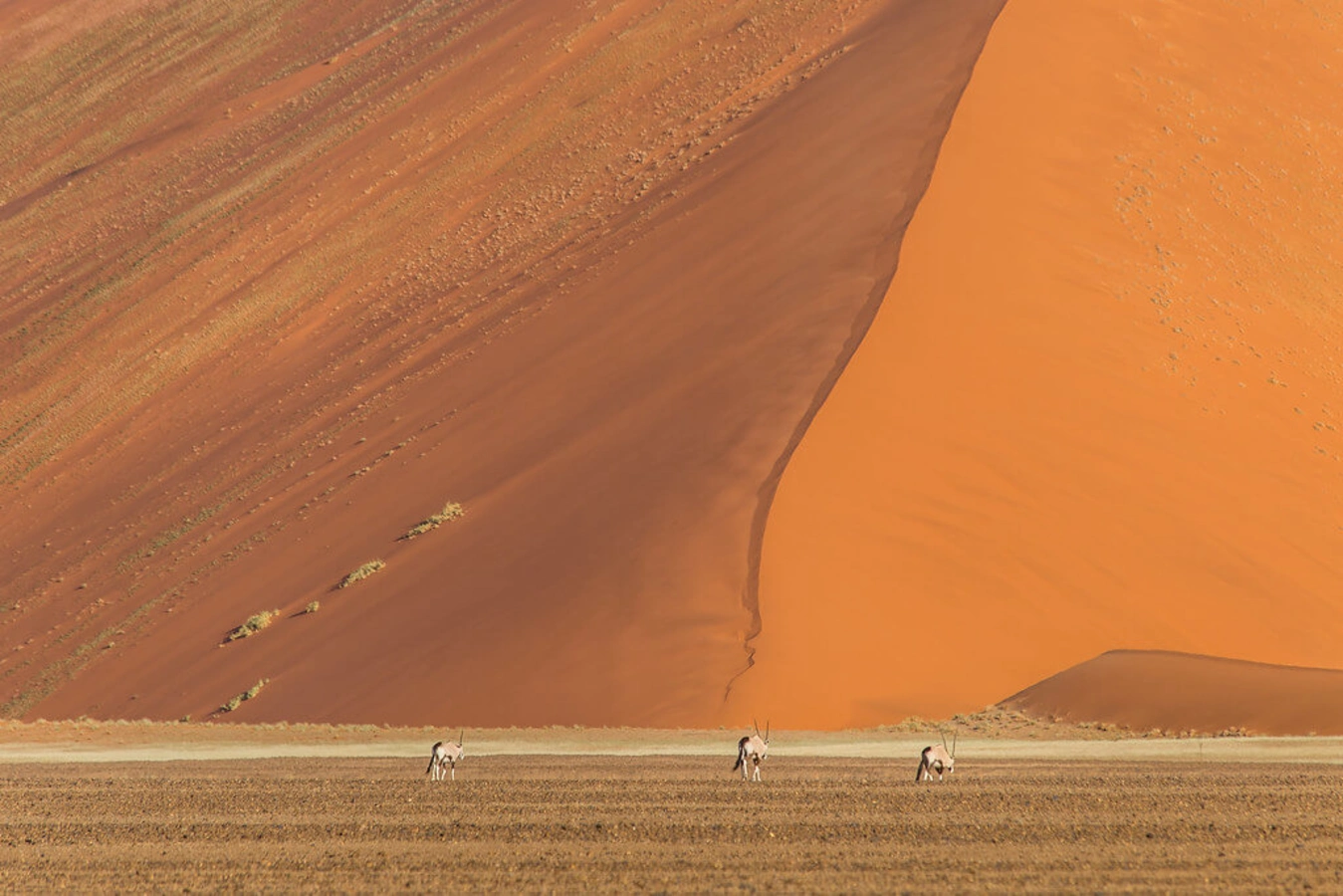 Parc national de Namib-Naukluft, Namibie