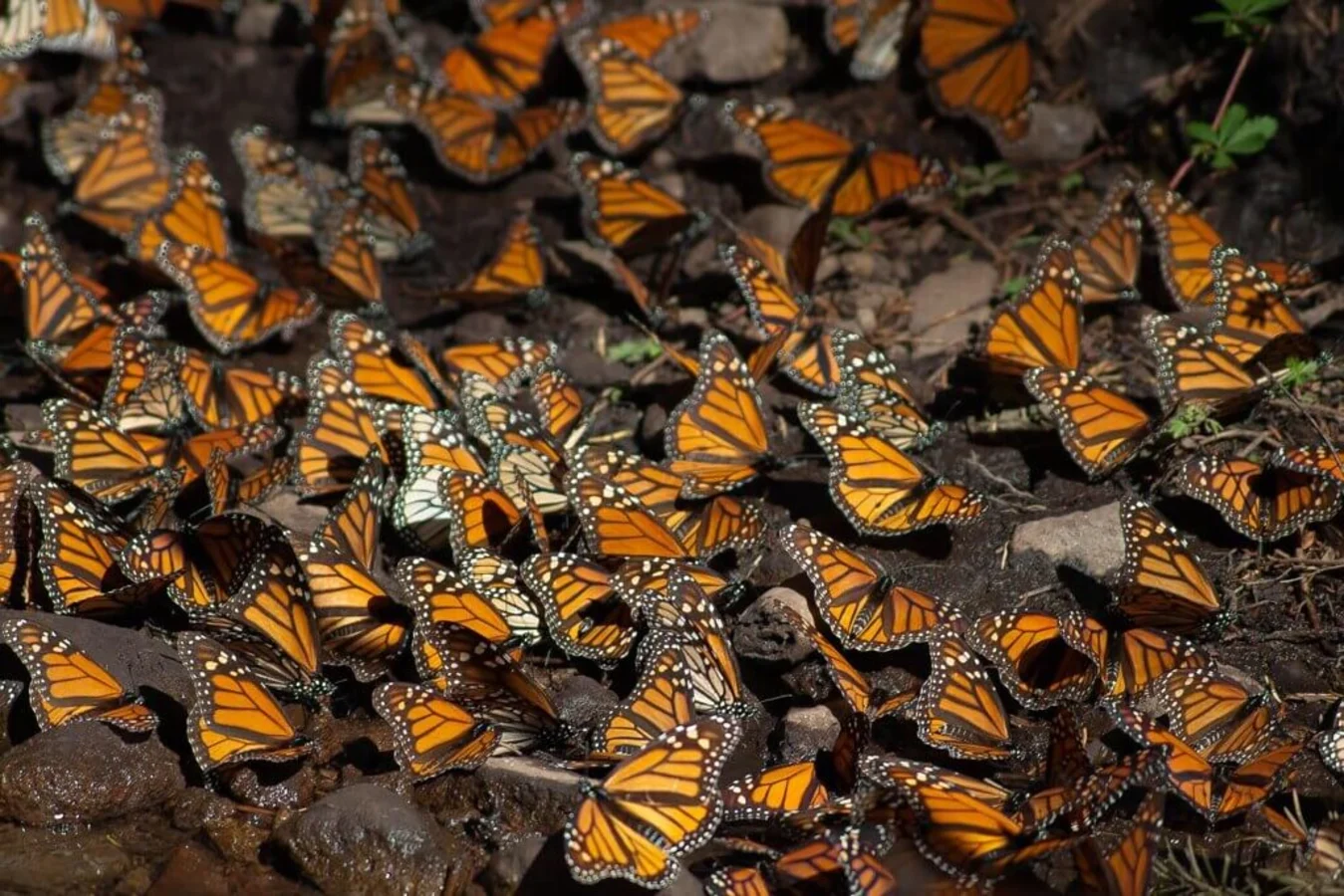 Réserve de biosphère du papillon monarque, Mexique, Mexique