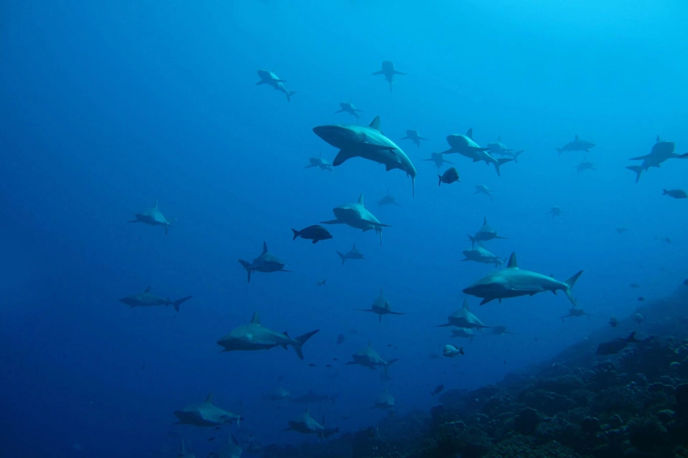 Passe sud de Fakarava, Polynésie française