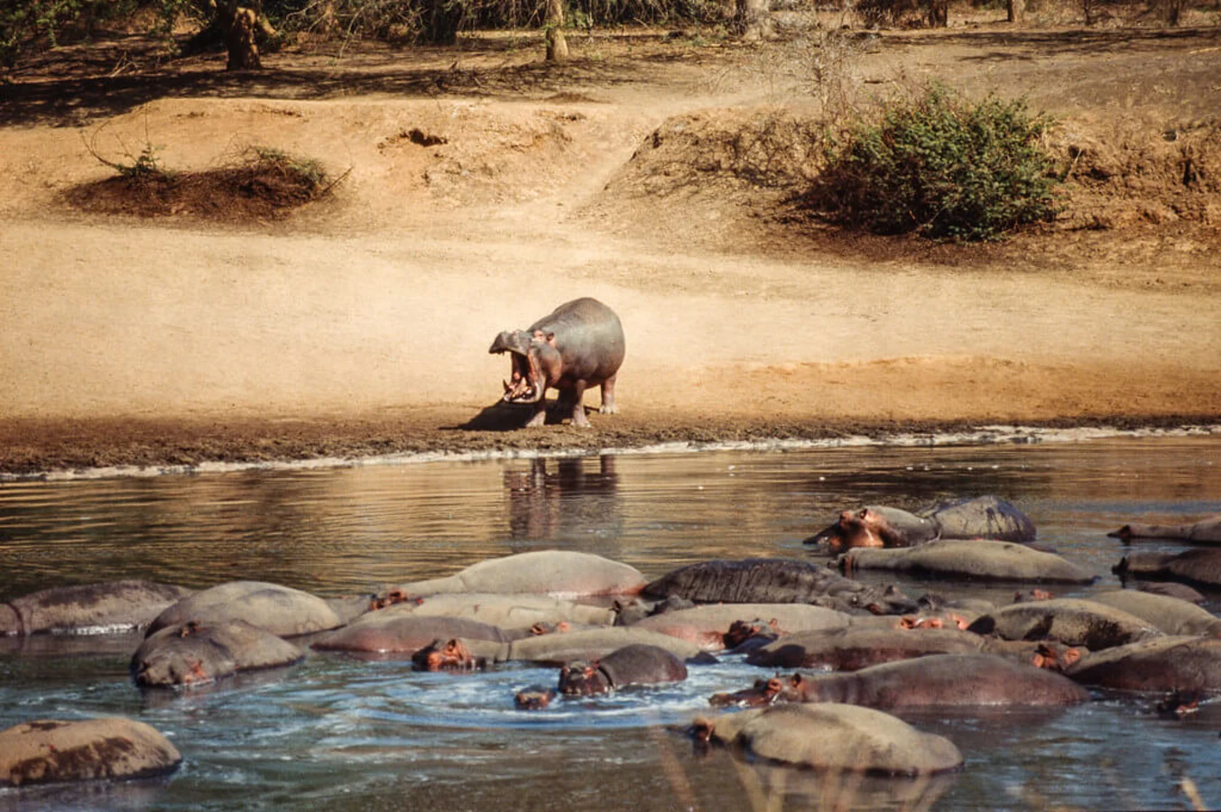Parc national du Manovo-Gounda St. Floris, République centrafricaine