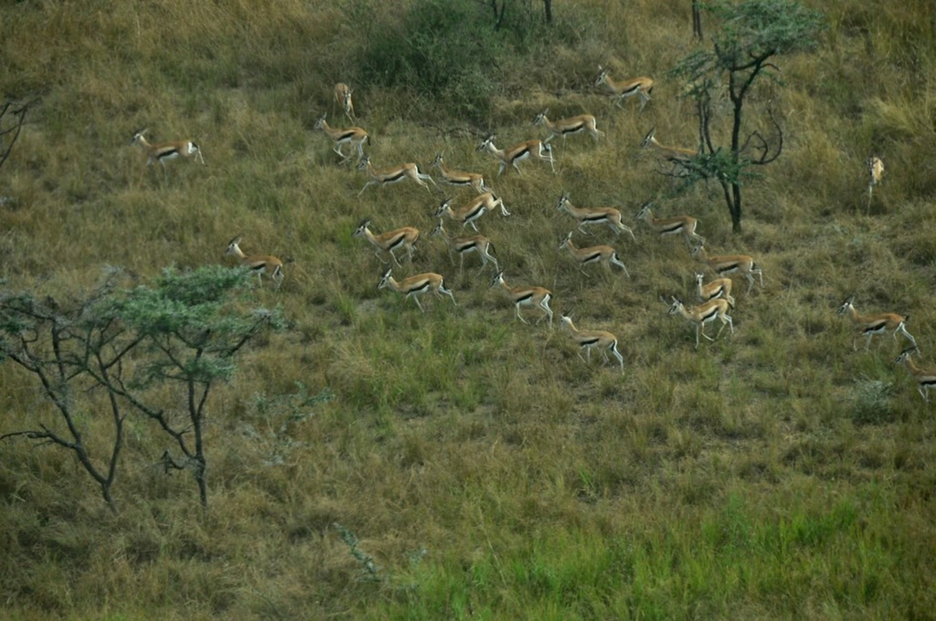Parc national de Bandingilo, Soudan du Sud
