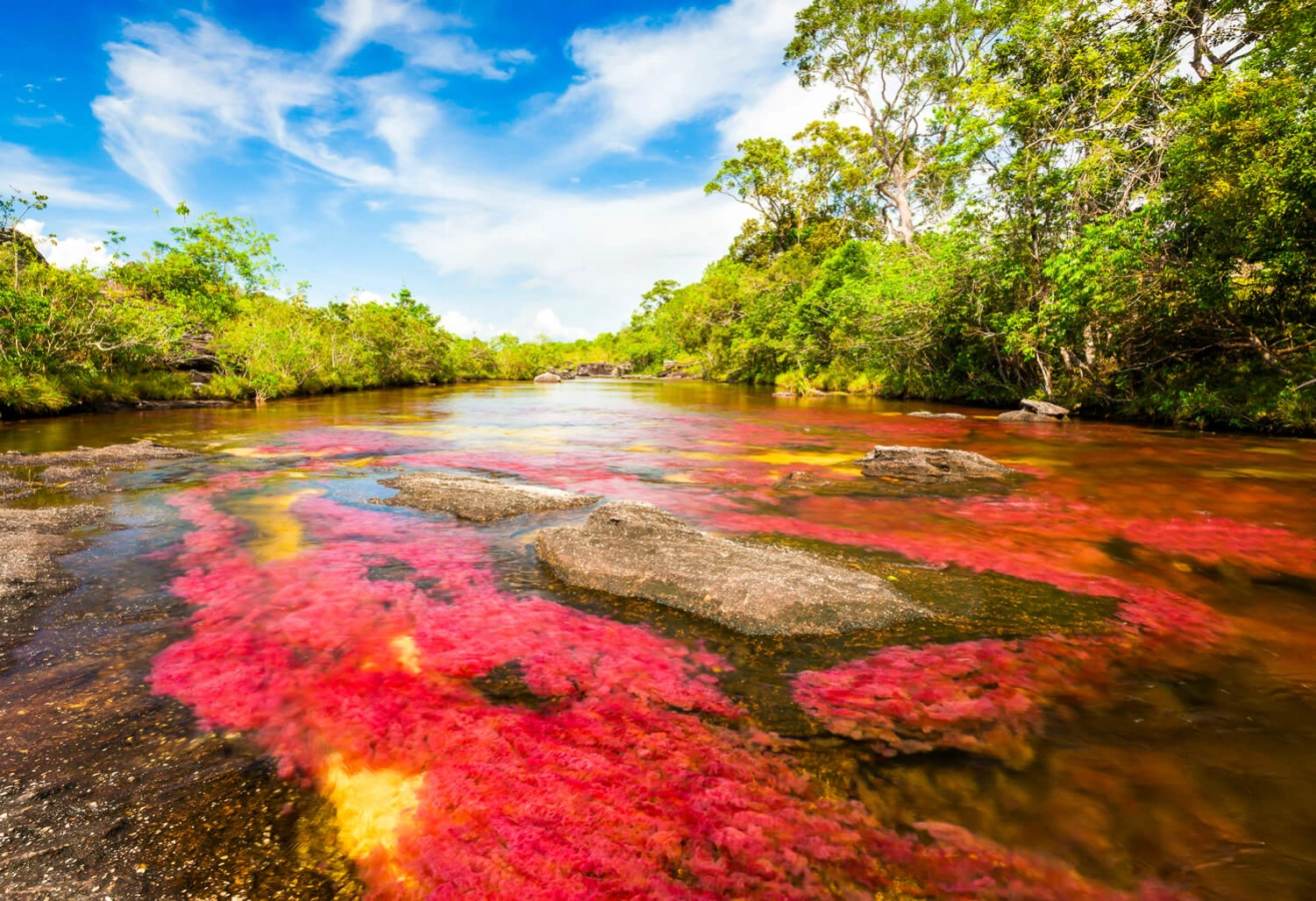 Cano Cristales, Colombie