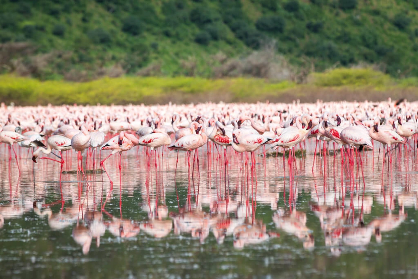 Lac Bogoria, Kenya