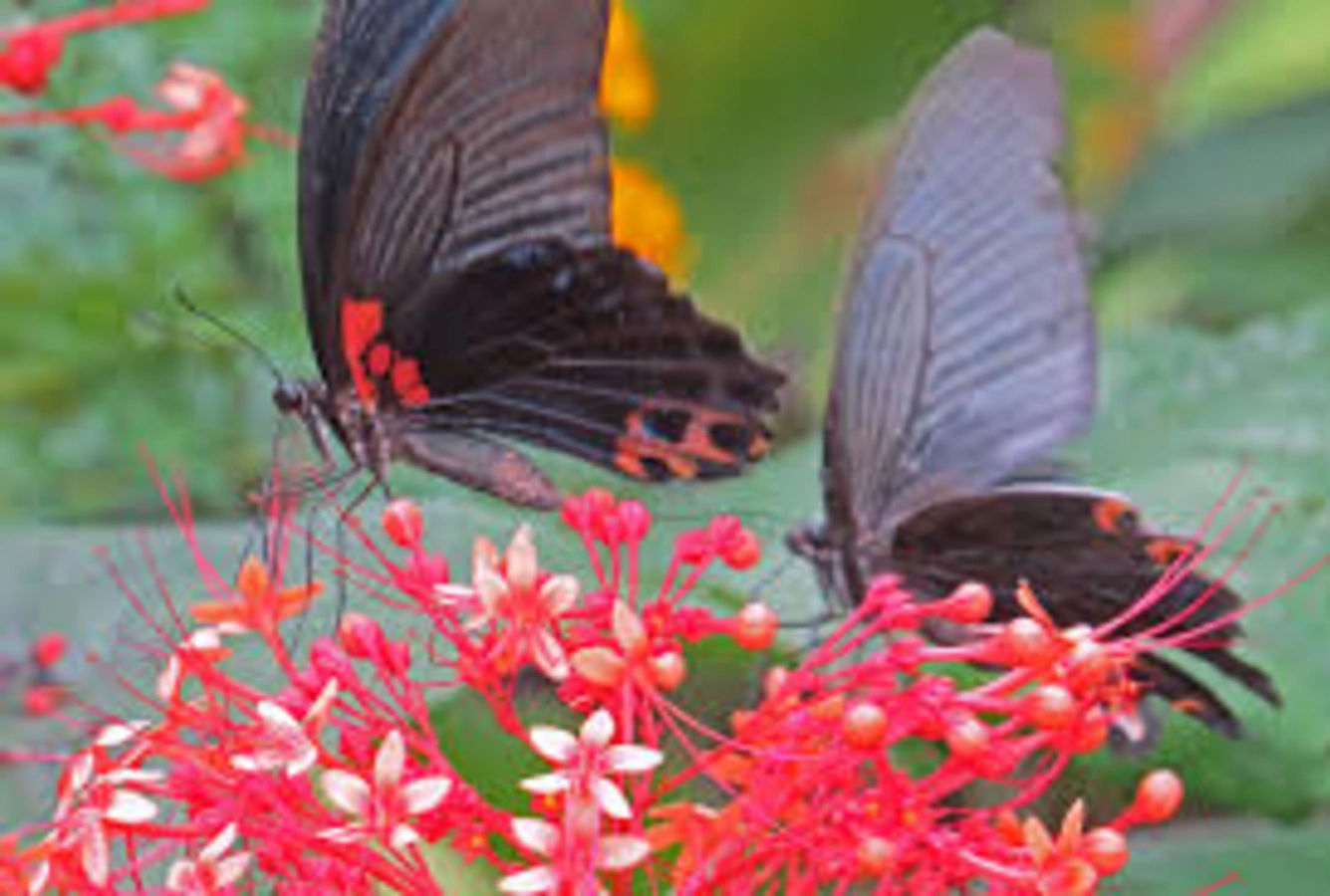 Kuangsi Butterfly Park, Laos