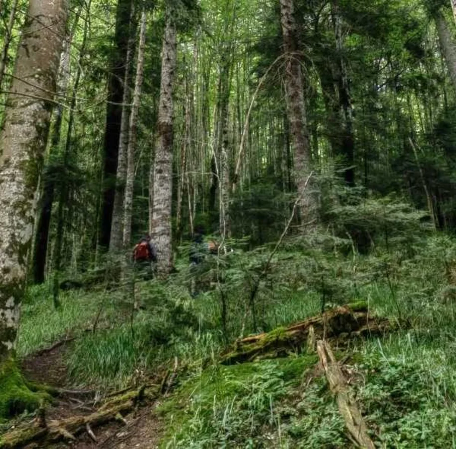 Perucica, Bosnie-Herzégovine