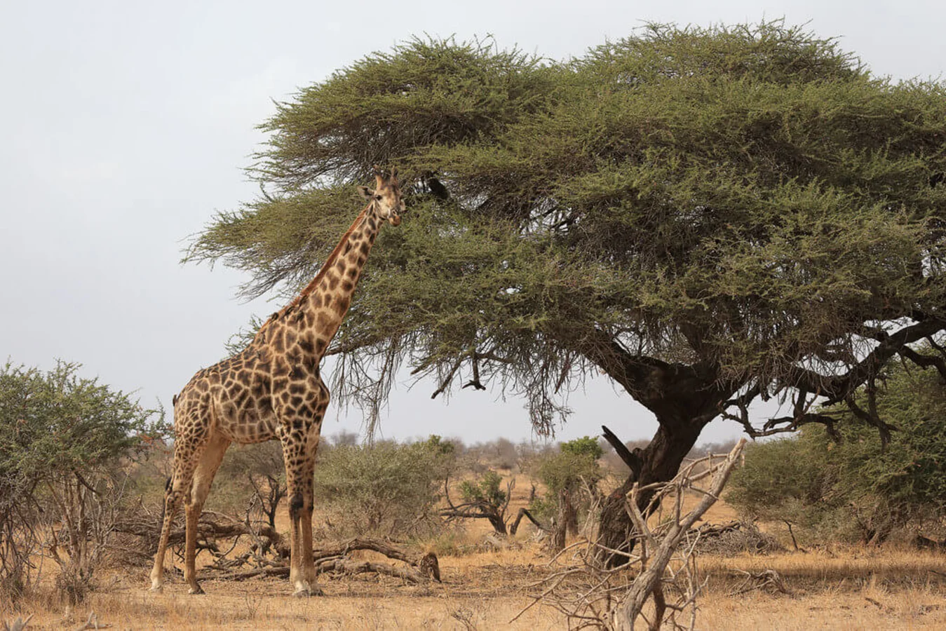 Parc national Gonarezhou, Zimbabwe