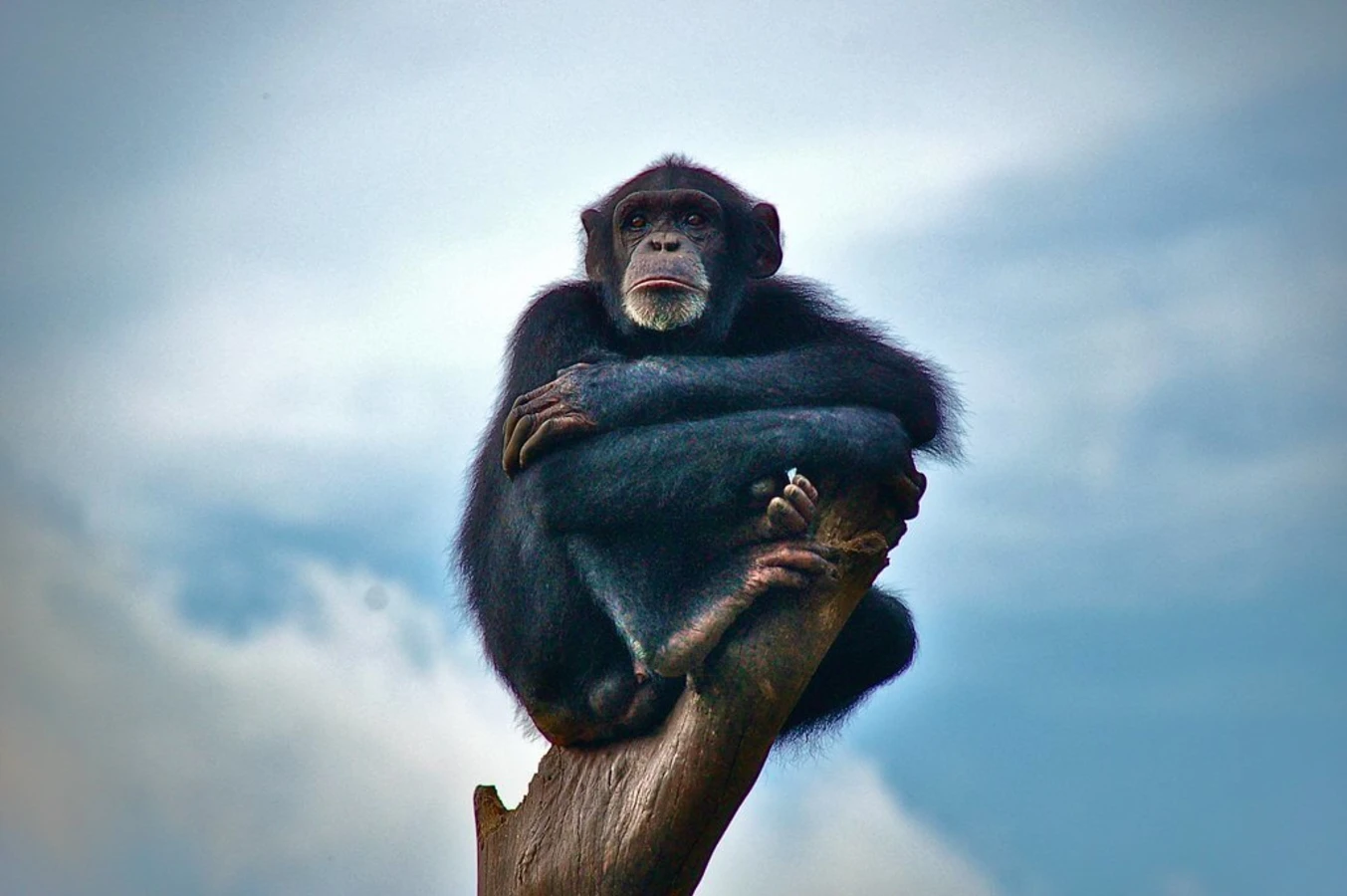 Sanctuaire des chimpanzés de Tacugama, Sierra Leone