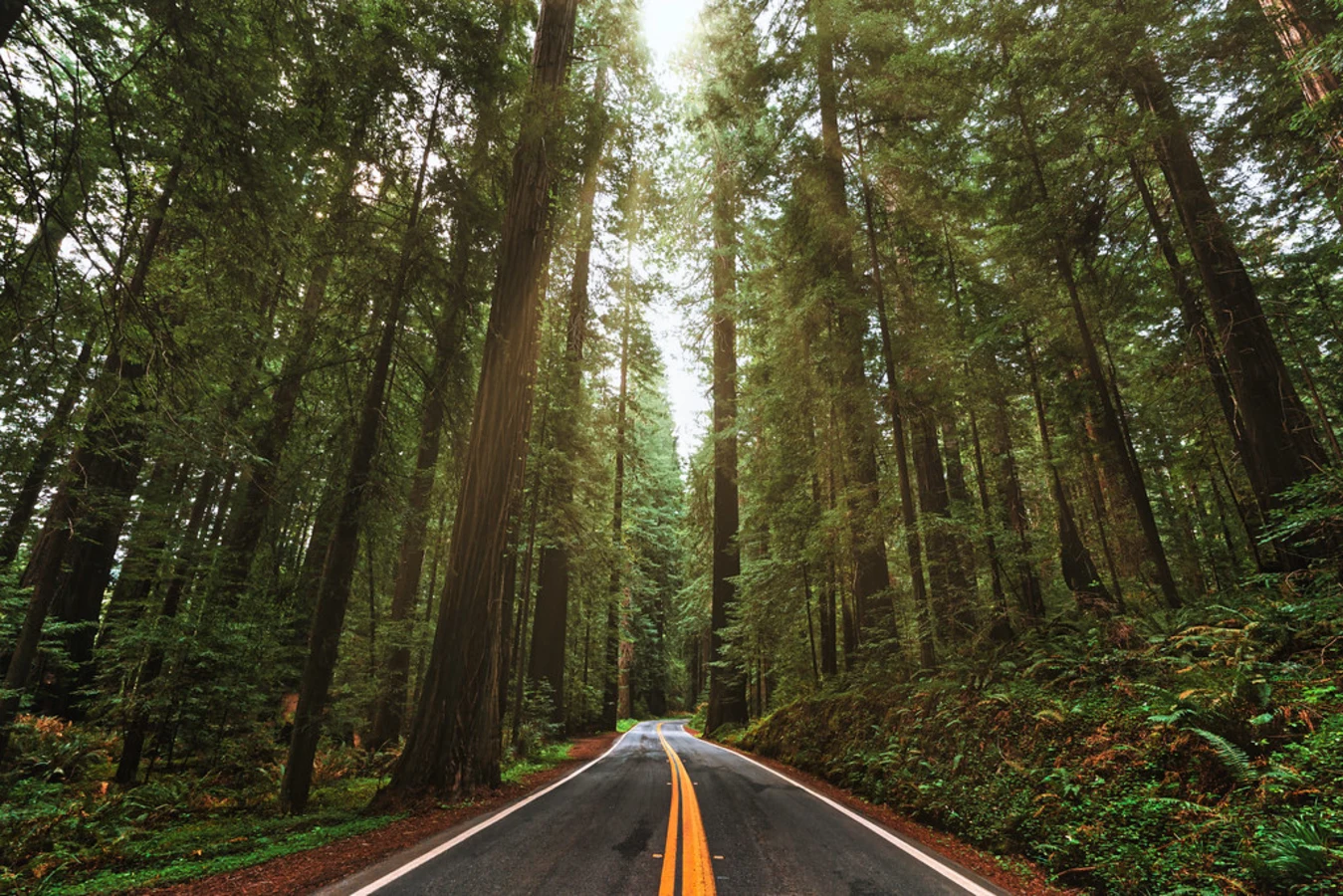 Avenue of the Giants, États-Unis