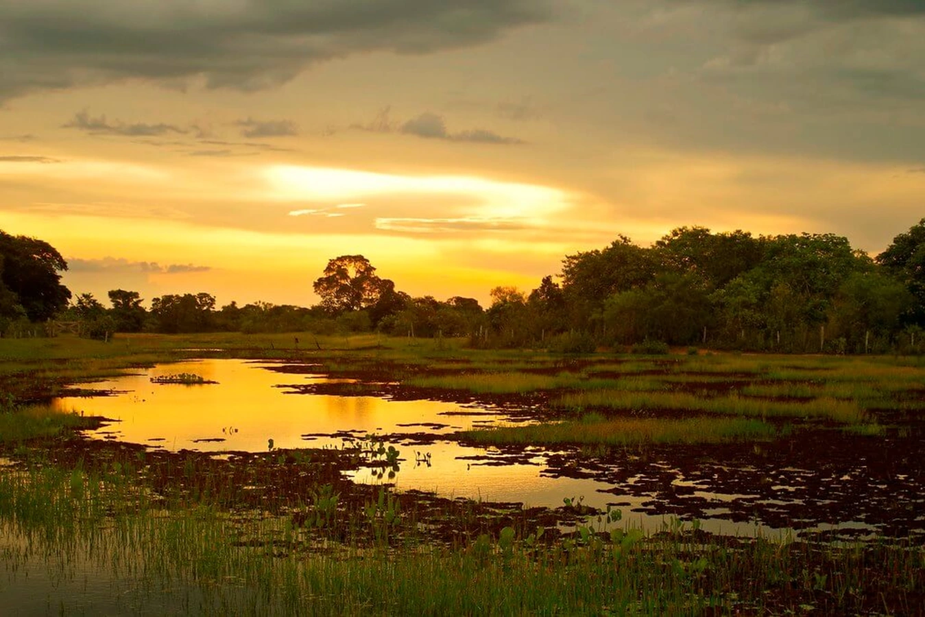 Parc national du Pantanal Matogrossense, Brésil