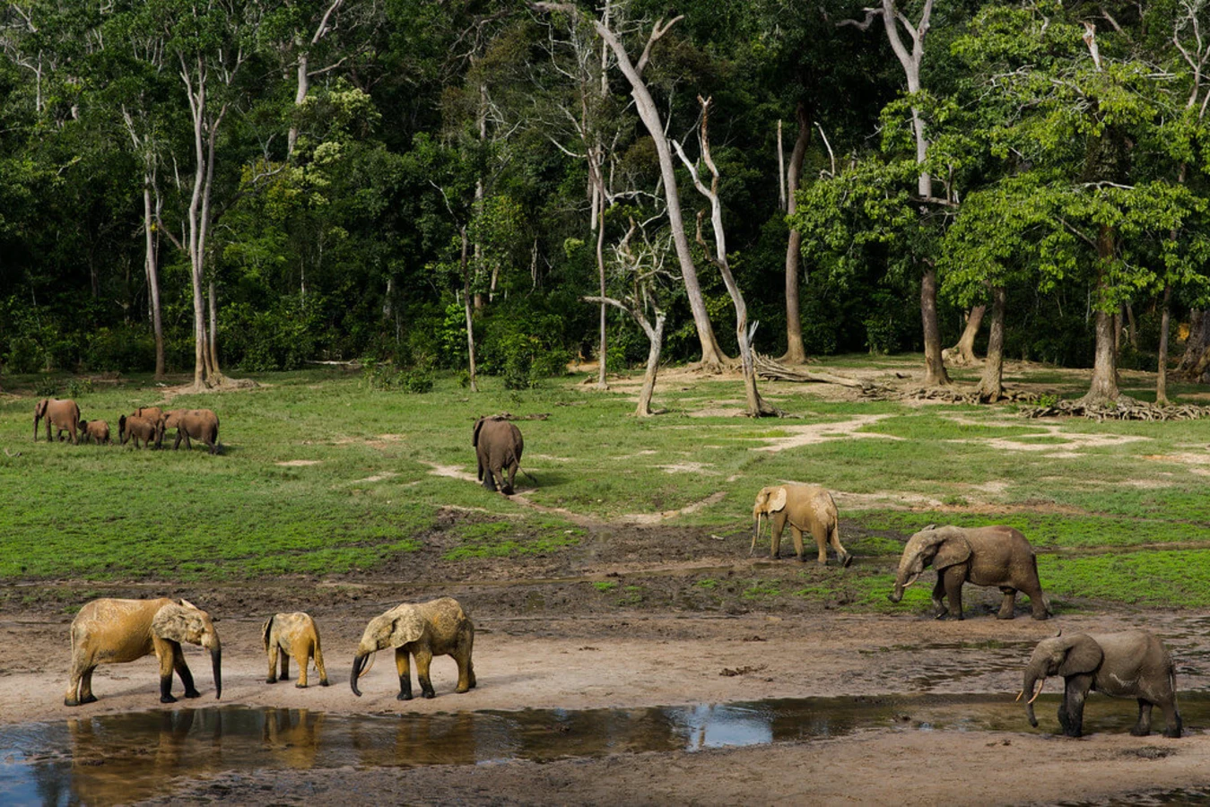 Dzanga Bai, République centrafricaine