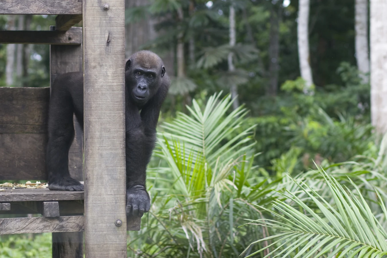 Réserve de faune du Dja, Cameroun