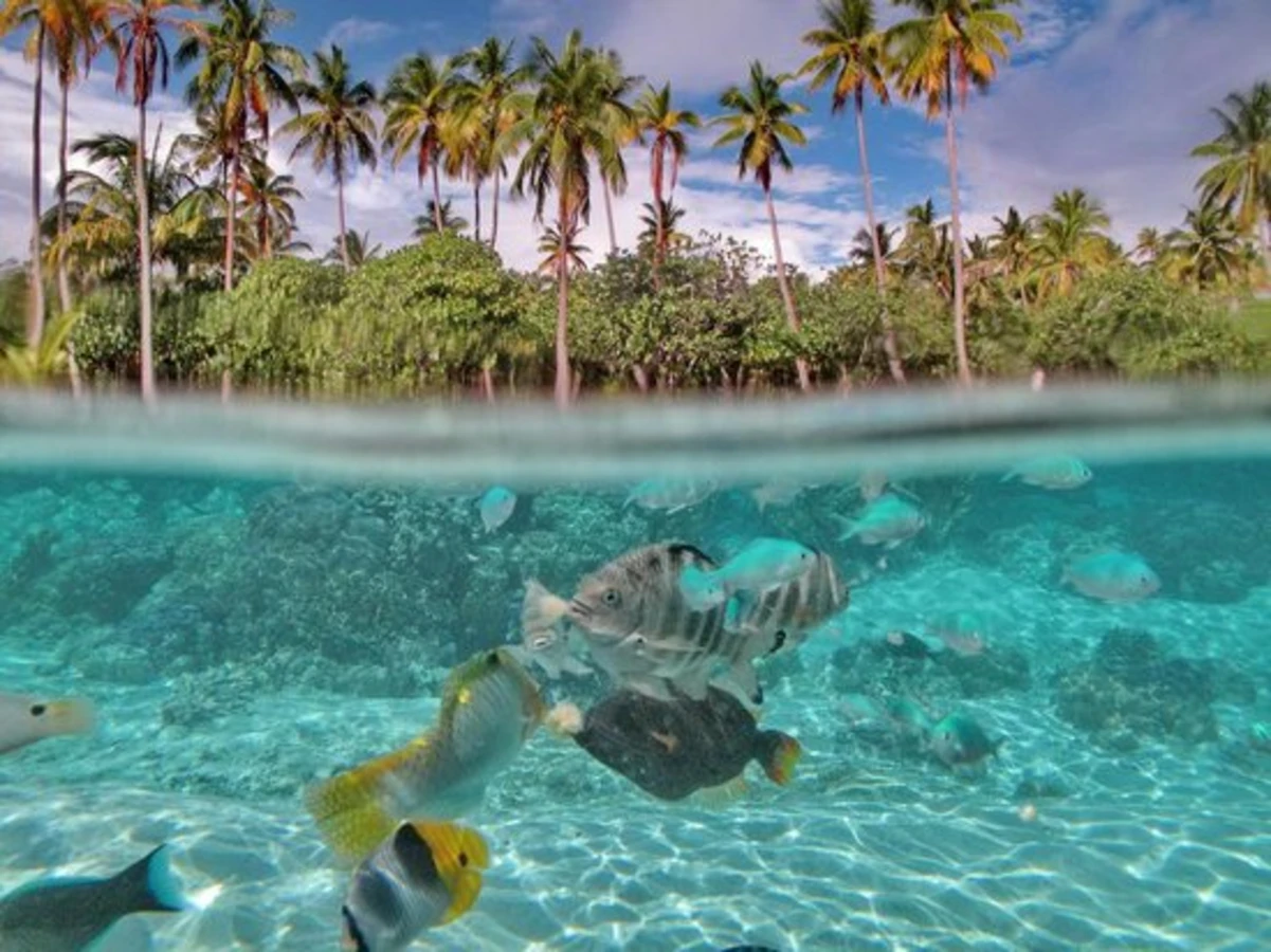 Jardin de corail de Tahaa, Polynésie française