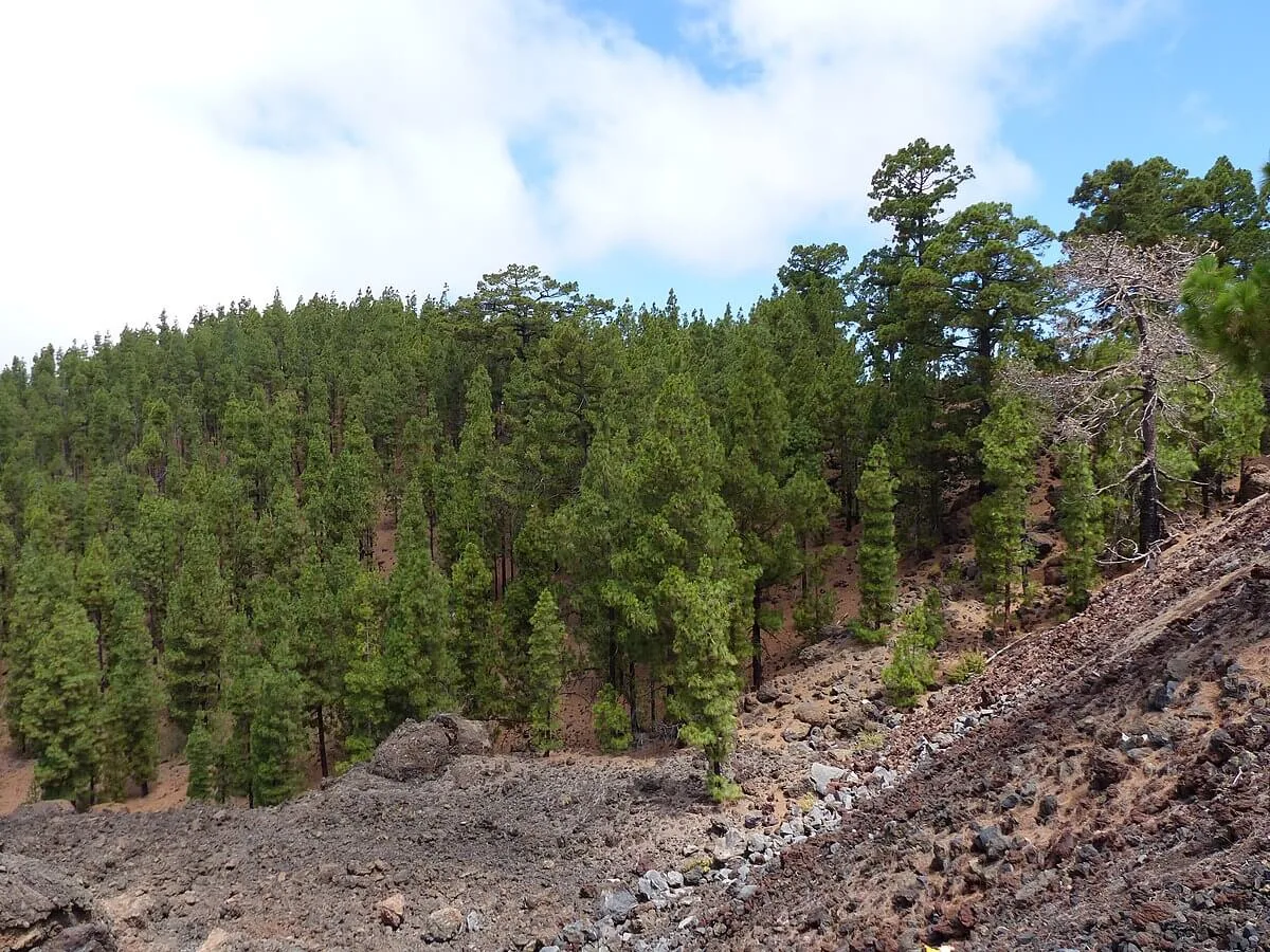 Parc naturel de la Corona Forestal, Espagne, Canaries