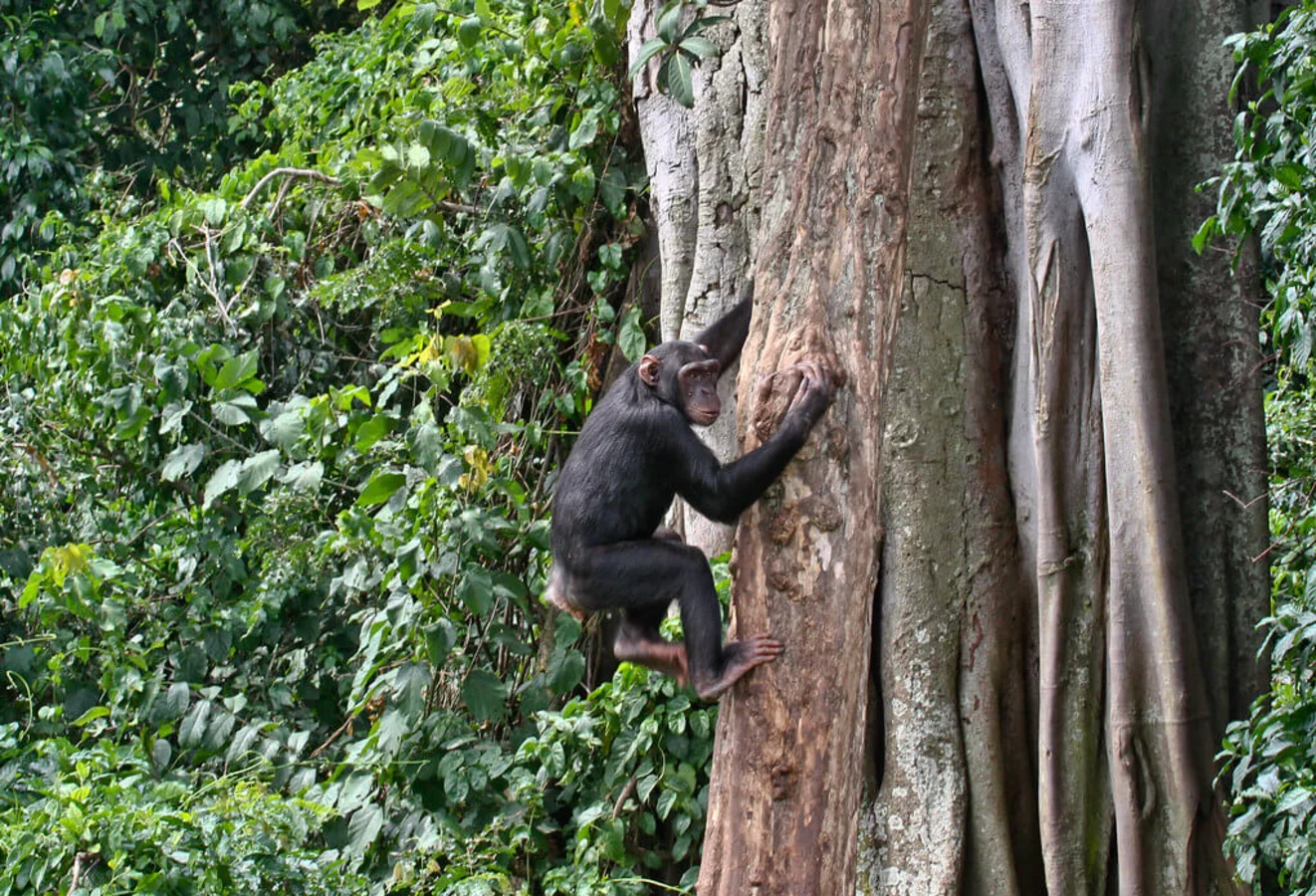 Chimpanzee Island, Ouganda