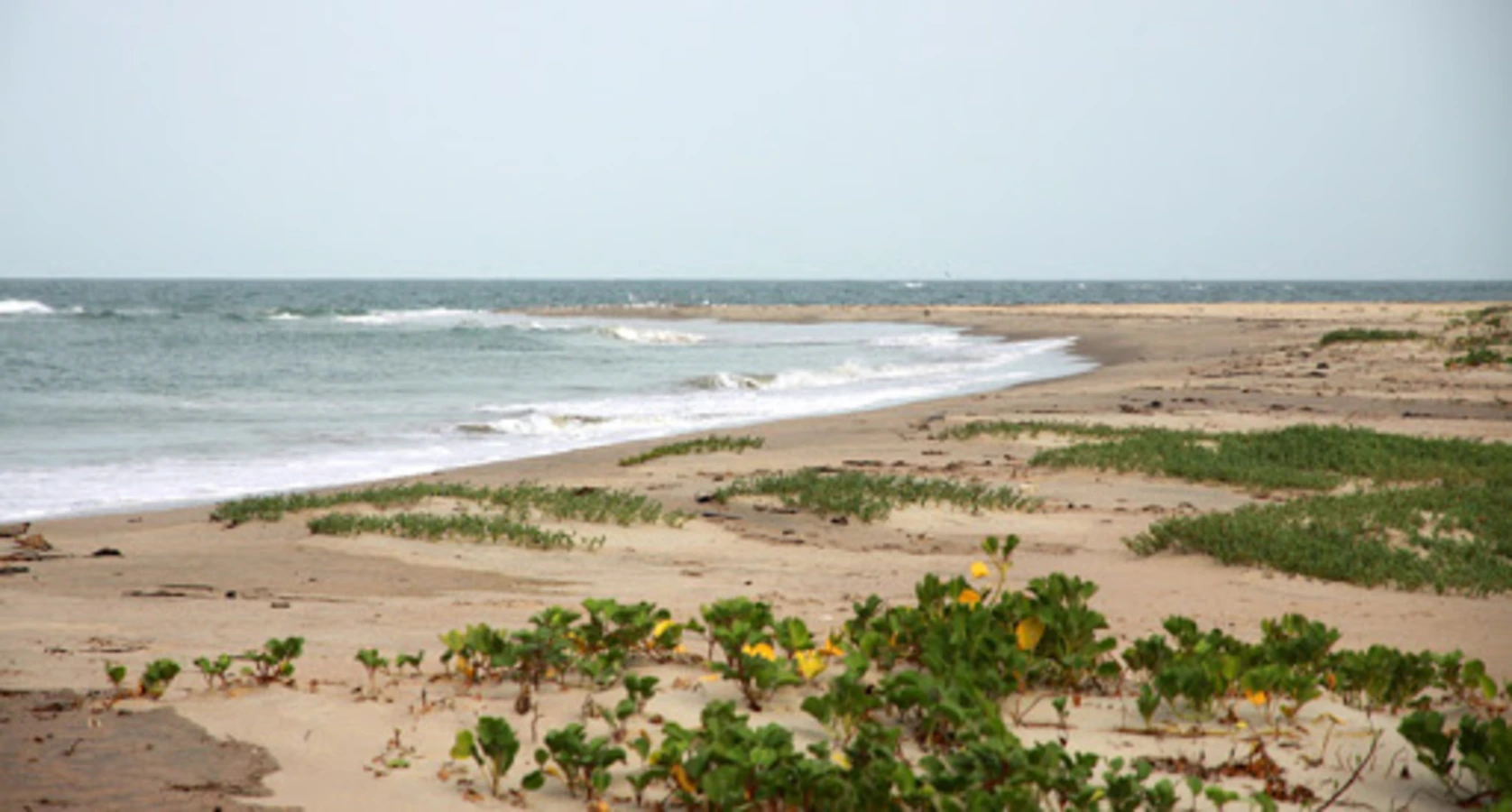 Cavalos, Guinée-Bissau