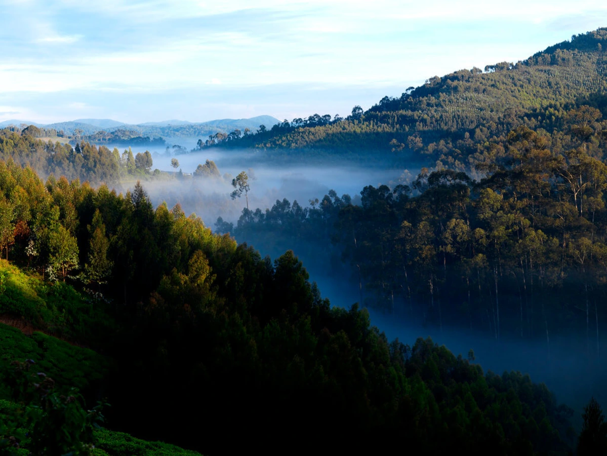 Parc national de Nyungwe, Rwanda