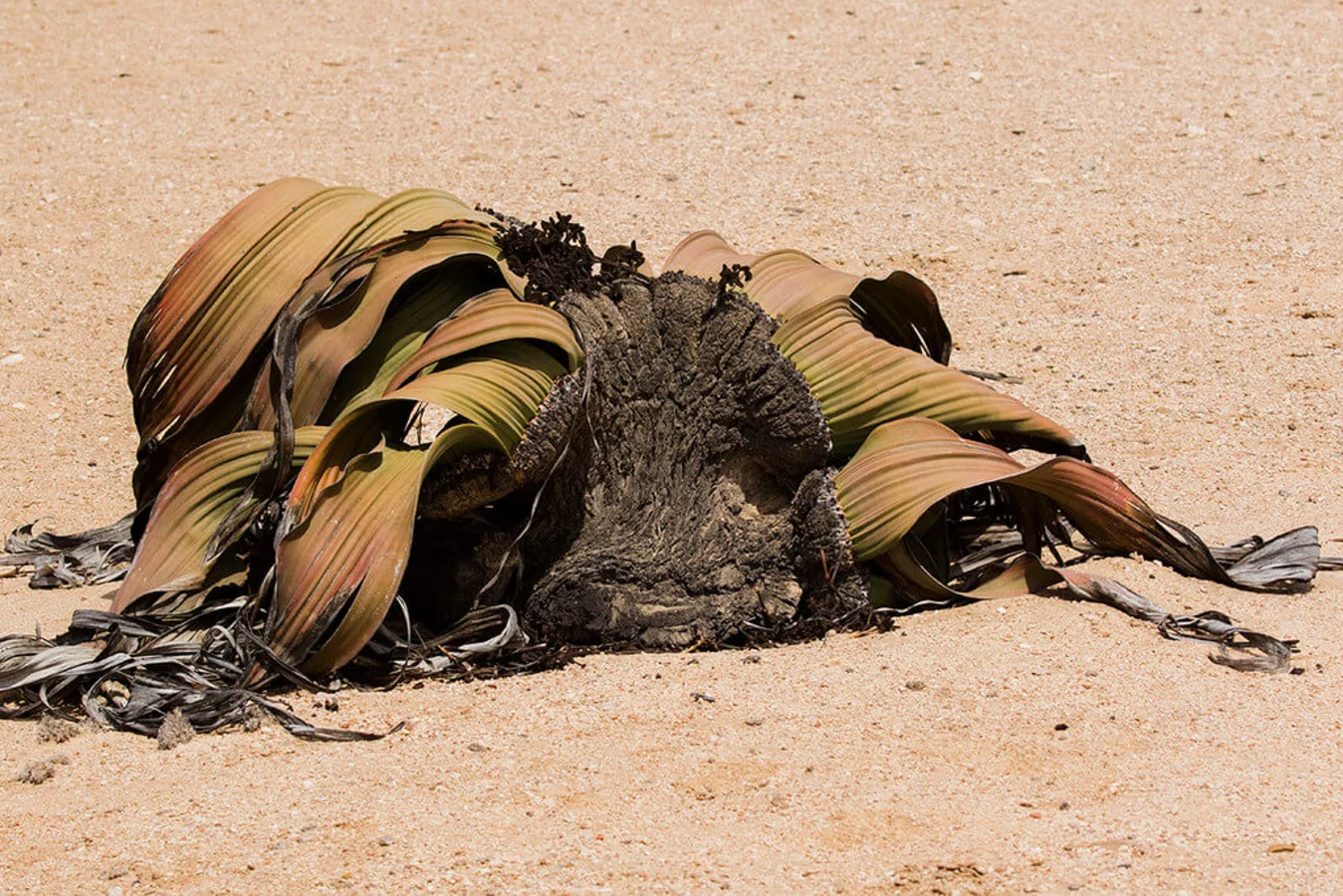 Welwitschia Plains, Namibie