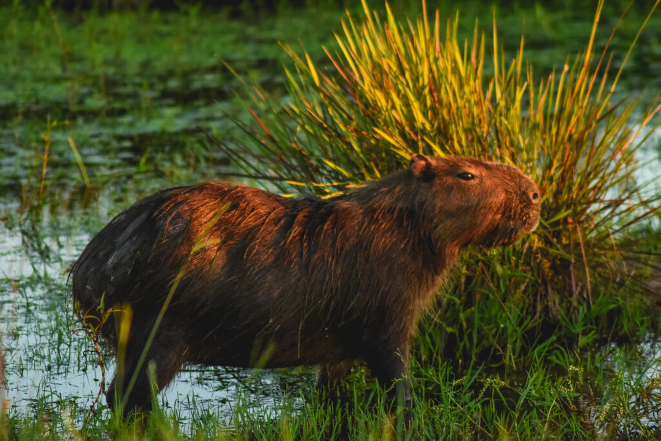 Parc national Ibera, Argentine