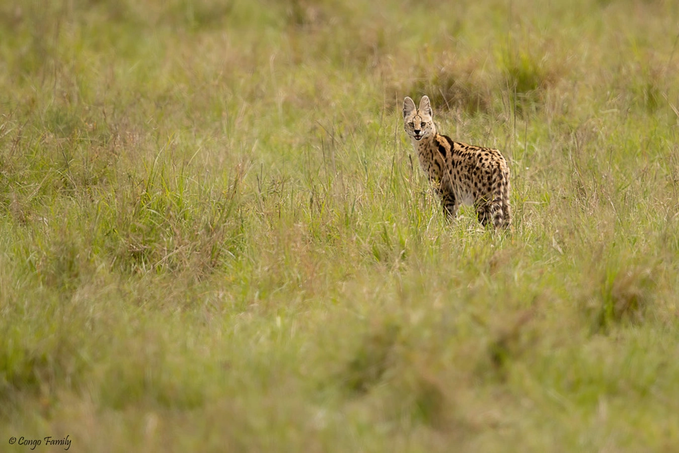 Parc national de Khaudom, Namibie