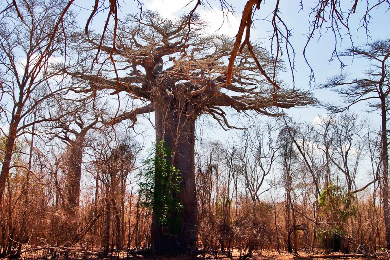 Forêt de Kirindy, Madagascar