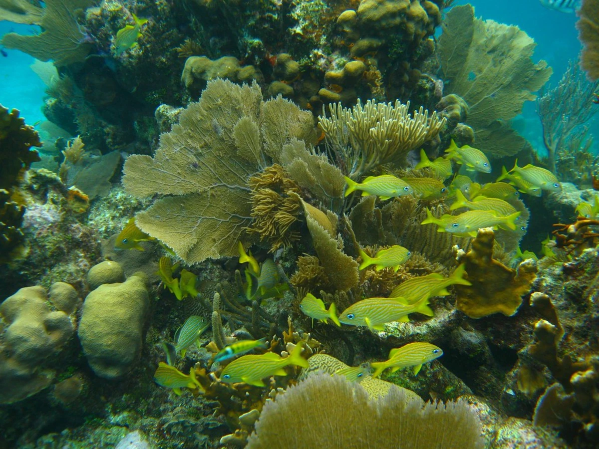 Récif Glover, Belize