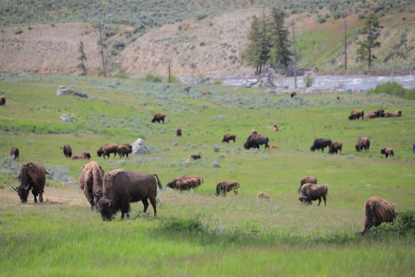 Parc national de Yellowstone, États-Unis, États-Unis, États-Unis