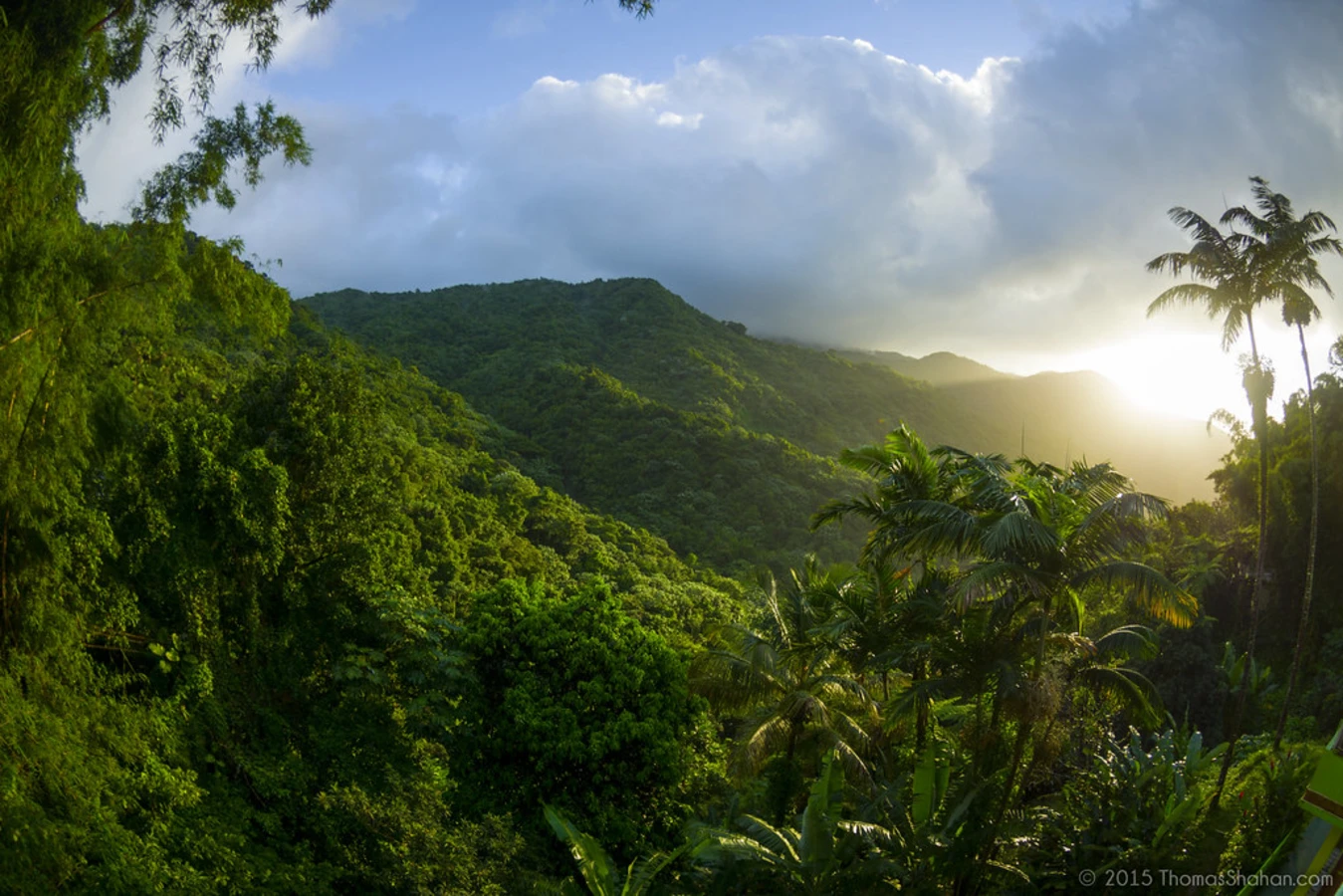 Forêt nationale d'El Yunque, Porto Rico
