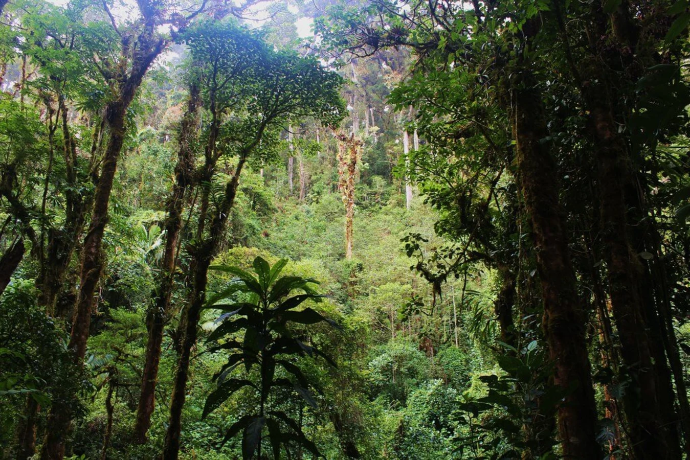 Parc international La Amistad, Panama, Costa Rica