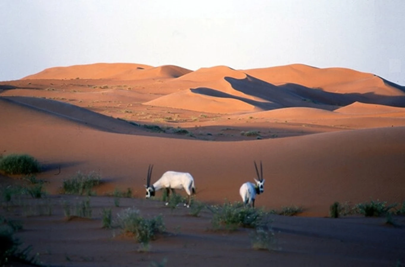 Uruq Bani Ma'arid, Arabie saoudite, Arabie saoudite