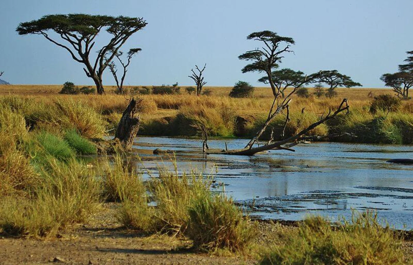 Parc national du Serengeti, Tanzanie