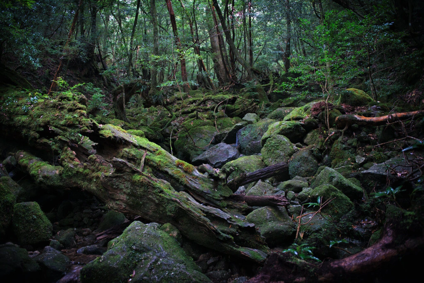 Yaku-shima, Japon