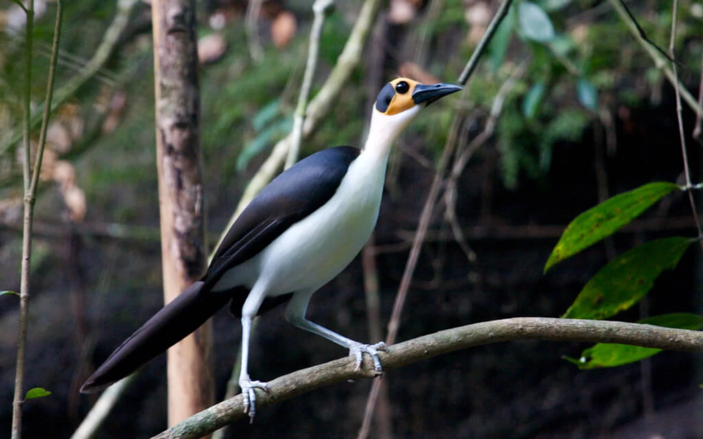 Kambui Hills Forest reserve, Sierra Leone