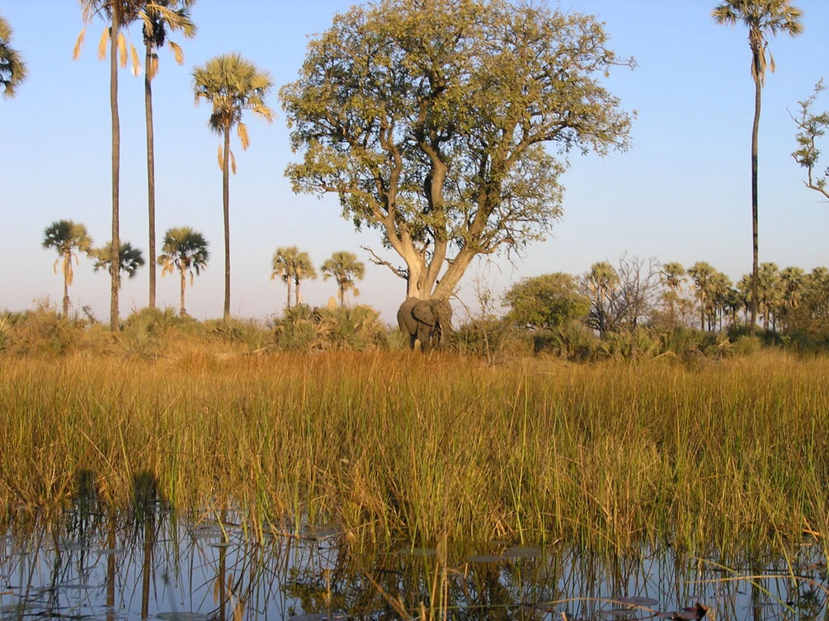 Chief's Island, Botswana
