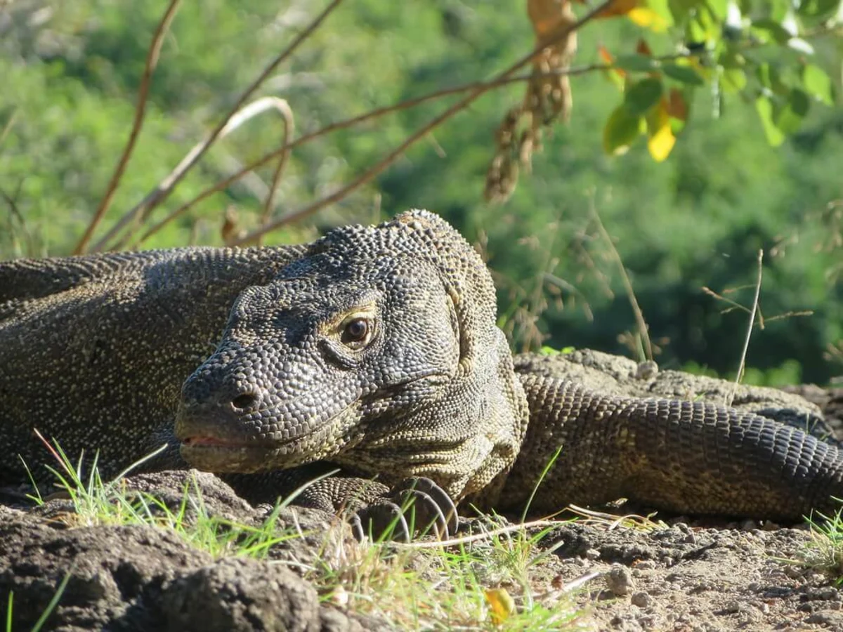 Komodo, Indonésie