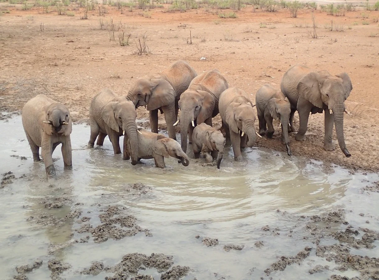 Olifantsrus Game Viewing Hide, Namibie