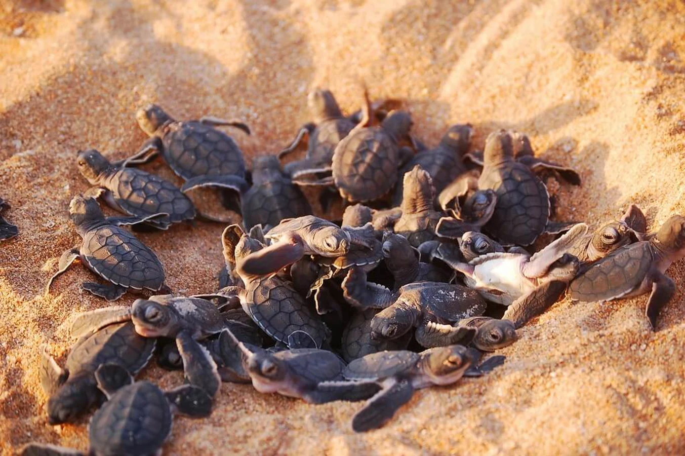 Poilao, Guinée-Bissau