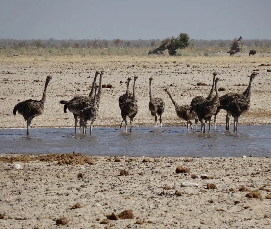 Ozonjuitji m'Bari Waterhole, Namibie