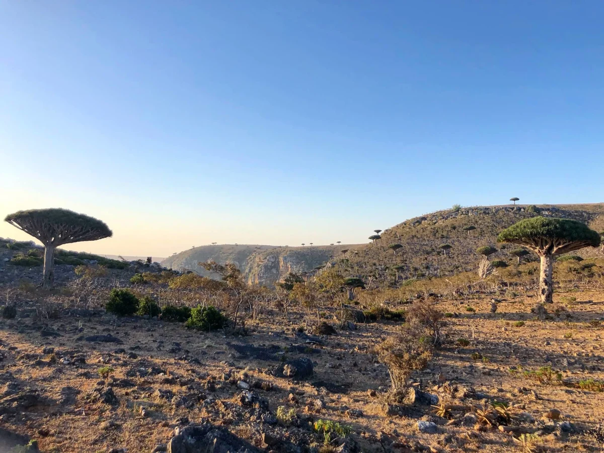 Plateau de Diksam, Yémen, Socotra