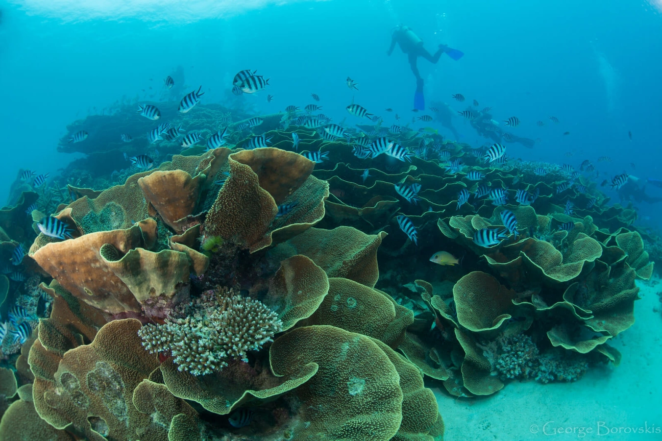 Rainbow Reef, Fidji
