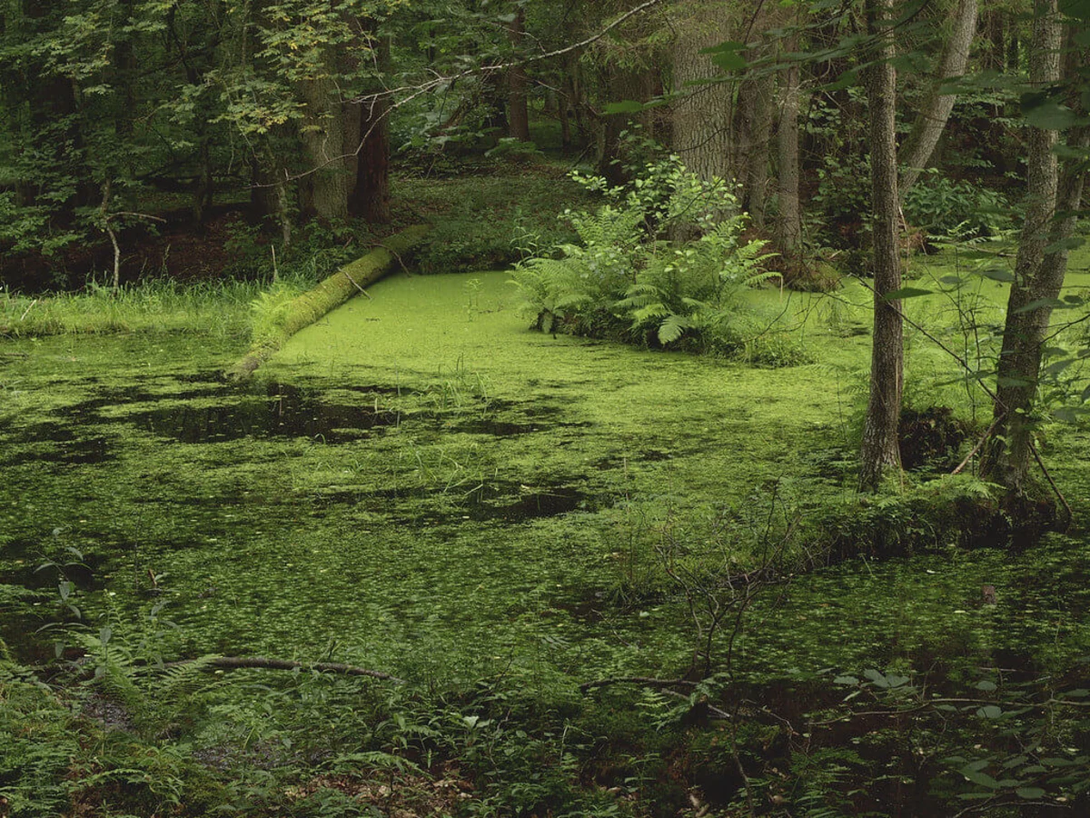 Forêt de Bialowieza, Pologne, Biélorussie